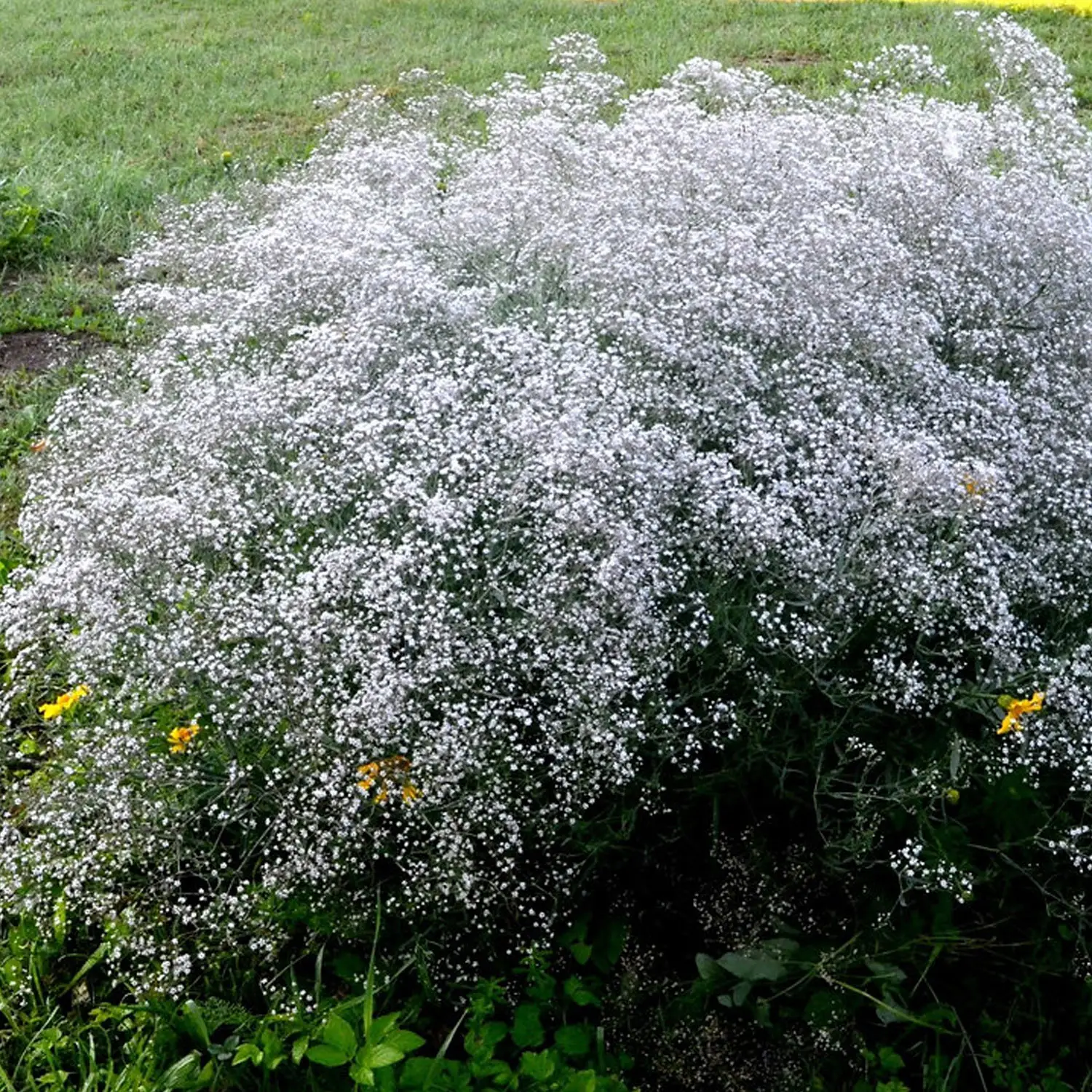 Bulb Plant | Gypsophila Elegans