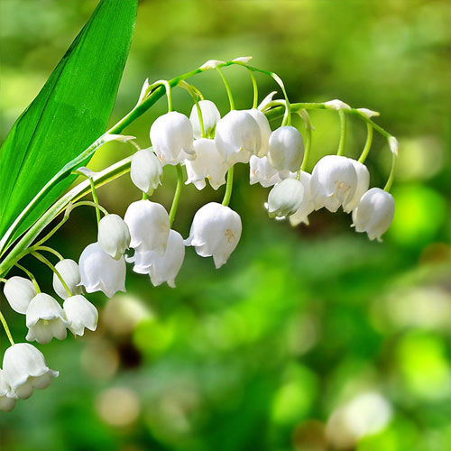 Lily of the Valley Flowers - 4 Bulbs