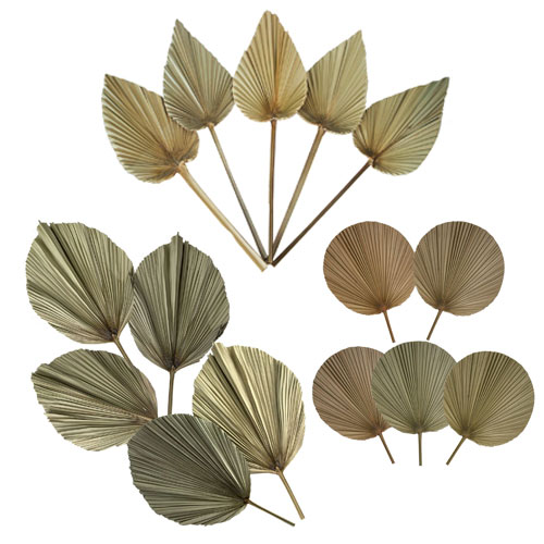 Dried Natural Palm Leaves (Set of 5)